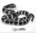 Little Critterz King Snake