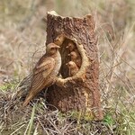 Robin Bird and Babies - Outdoor Garden Statue