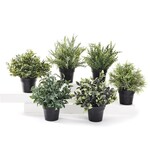 Decorative Grass In Pot