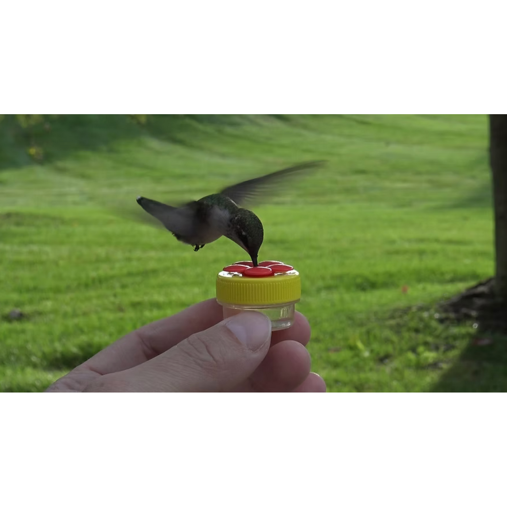 Nectar Dots Hummingbird Handheld Nectar Dots