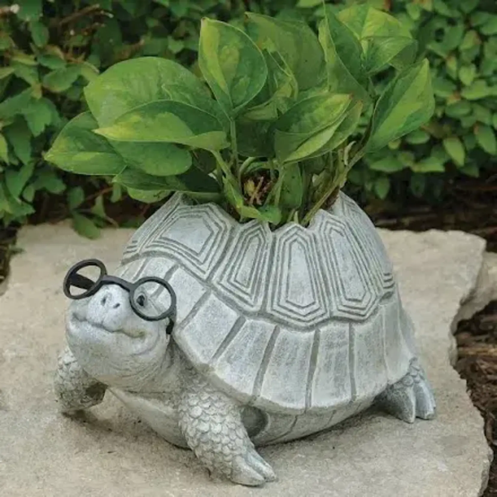 Turtle w/Silly Spectacles Planter