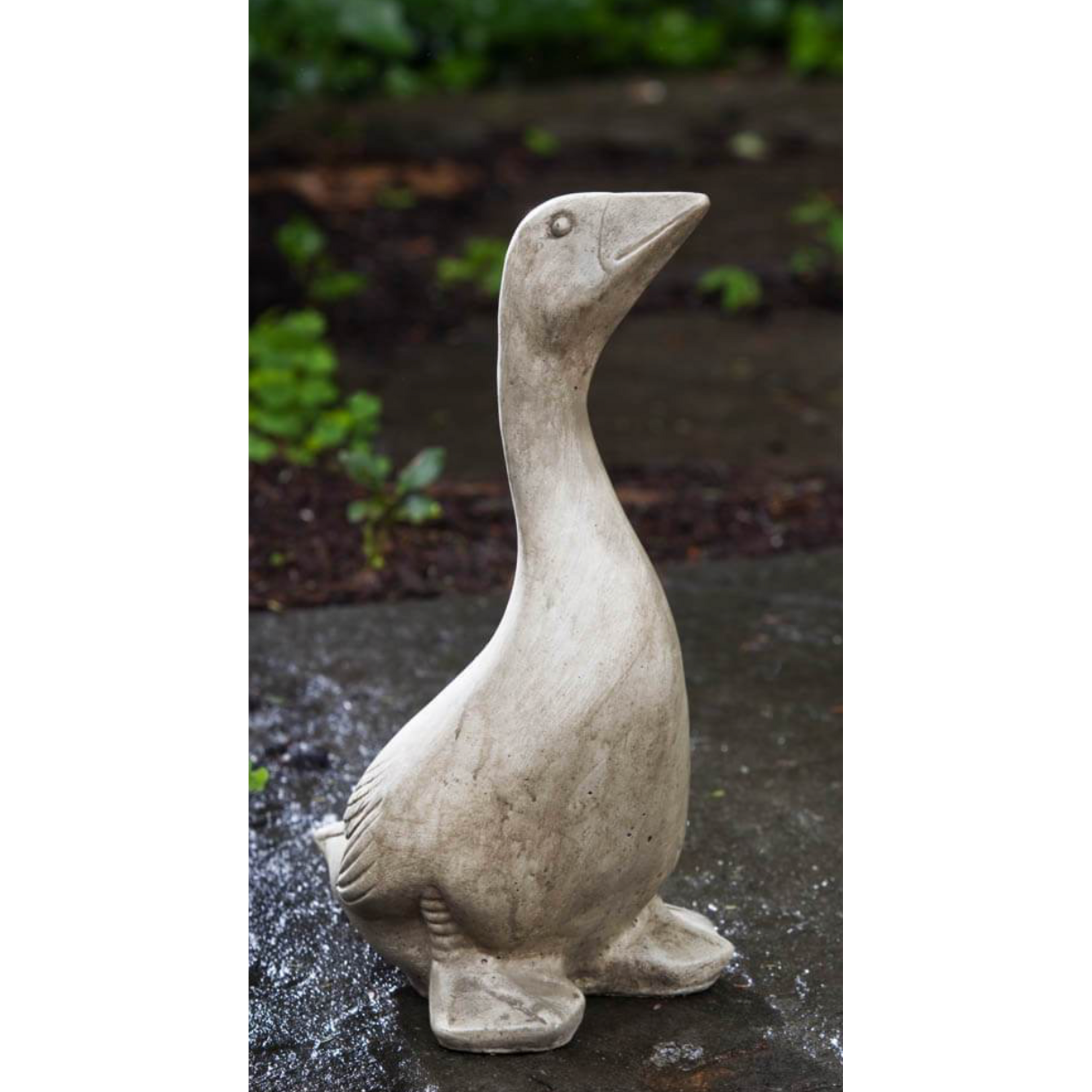 Campania Kate's  Goose