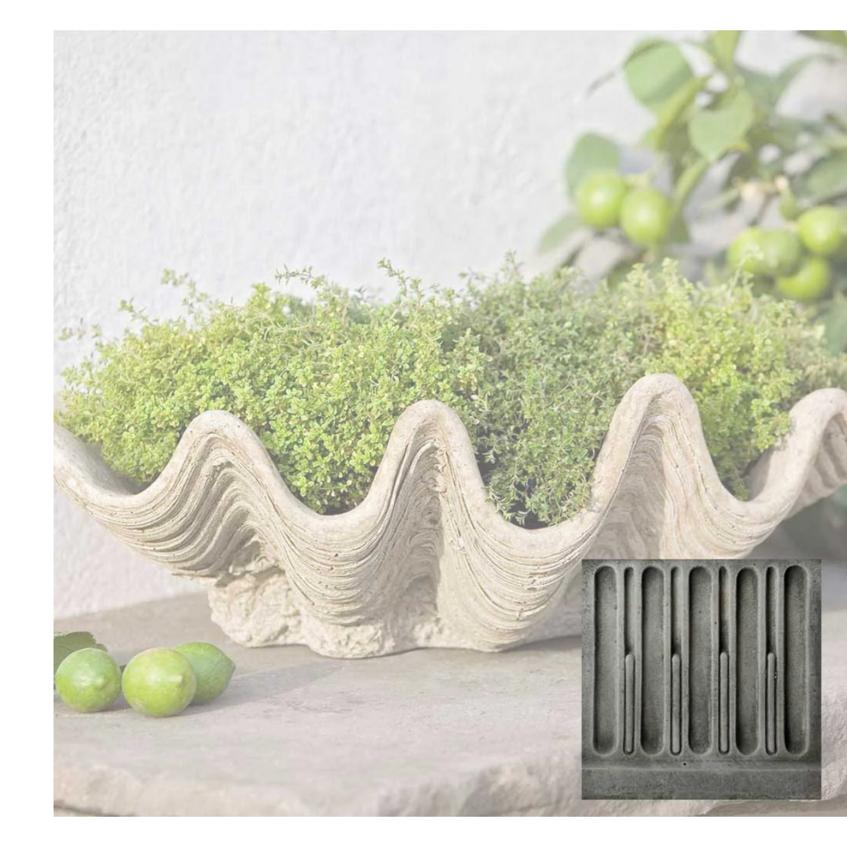 Campania South Seas Planter-Shell