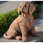 Campania Golden Retriever