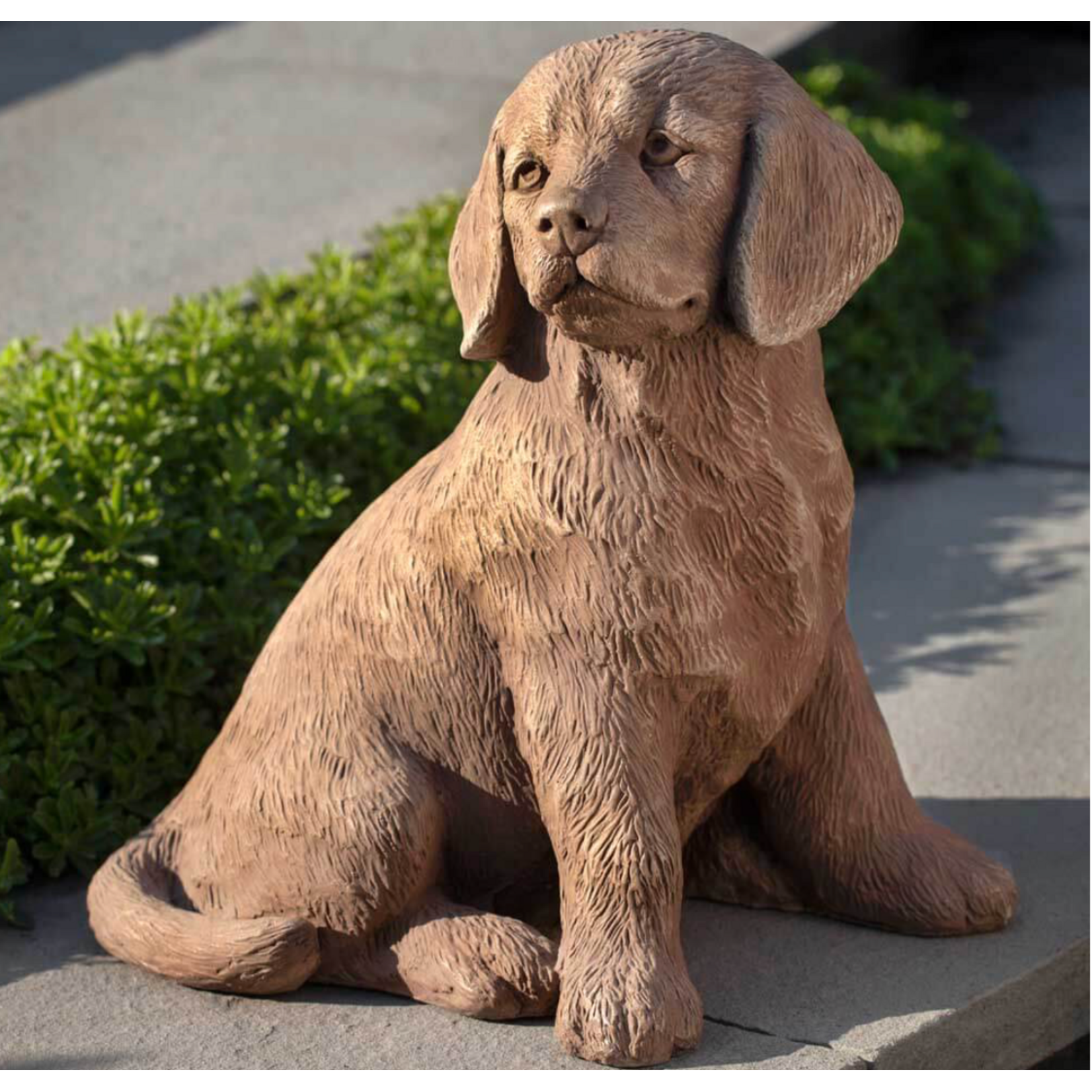 Campania Golden Retriever