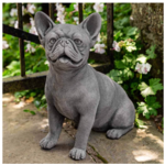Campania Frenchie-Dog