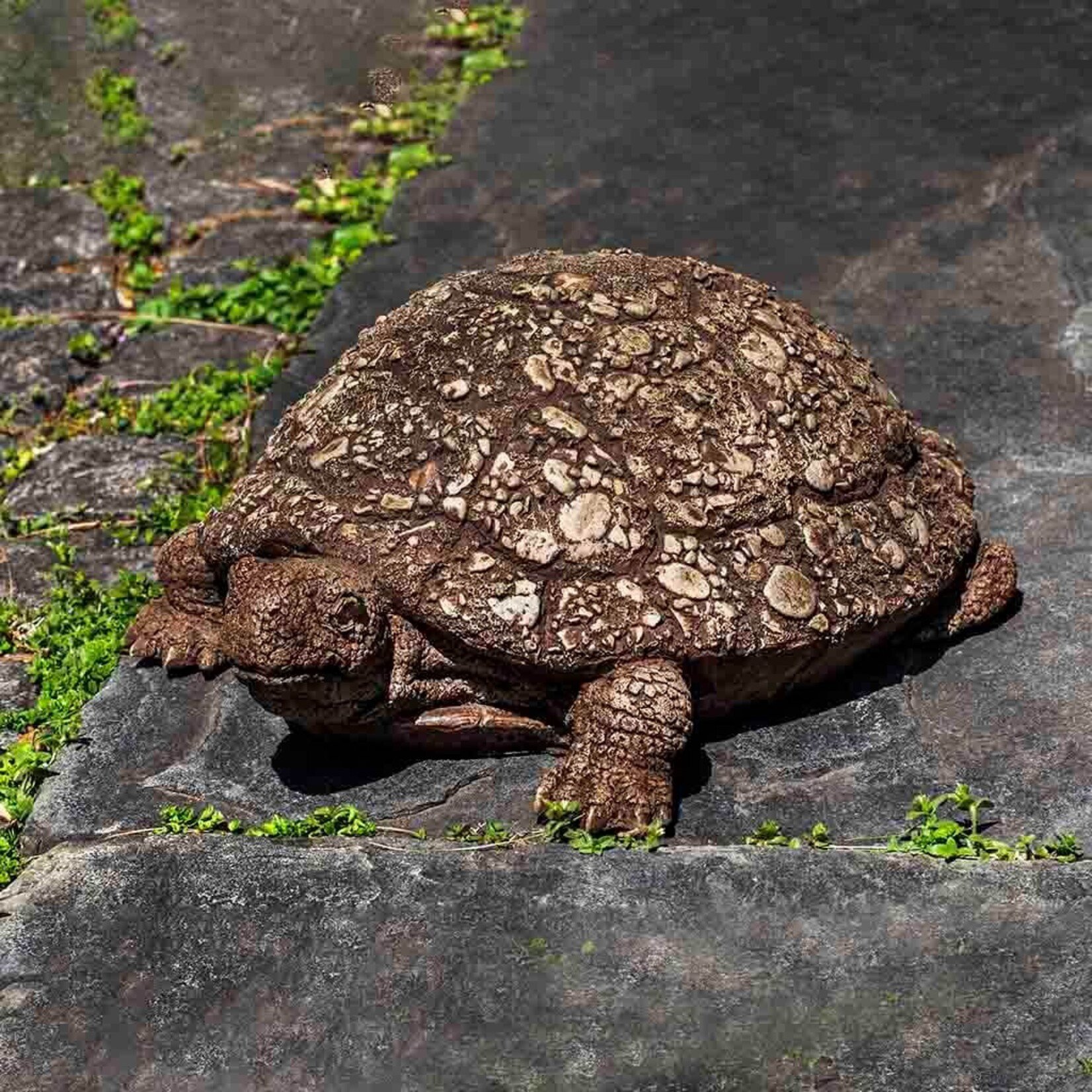 Campania Ole Crusty Turtle Statue in Brown Stone