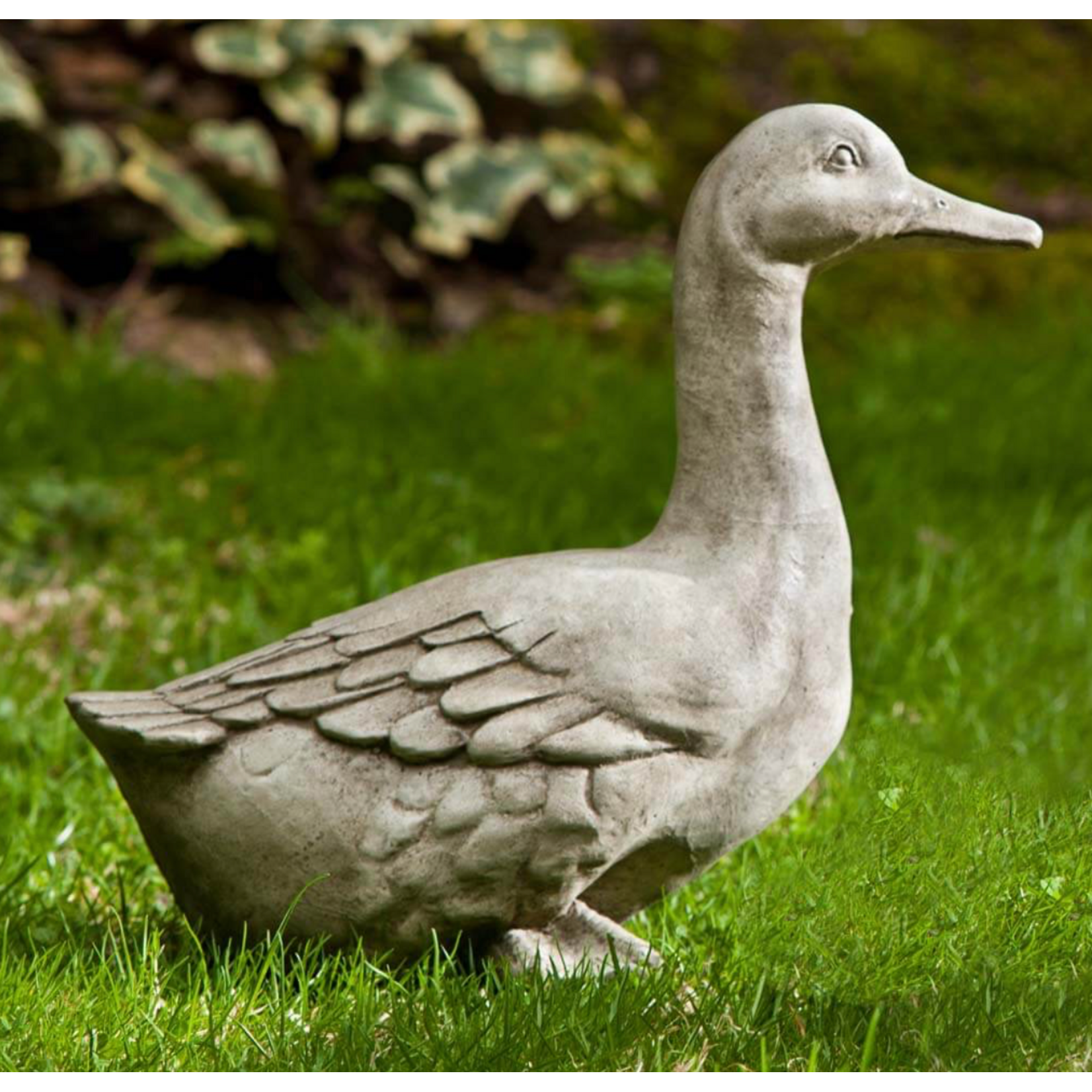 Campania Quackers Duck