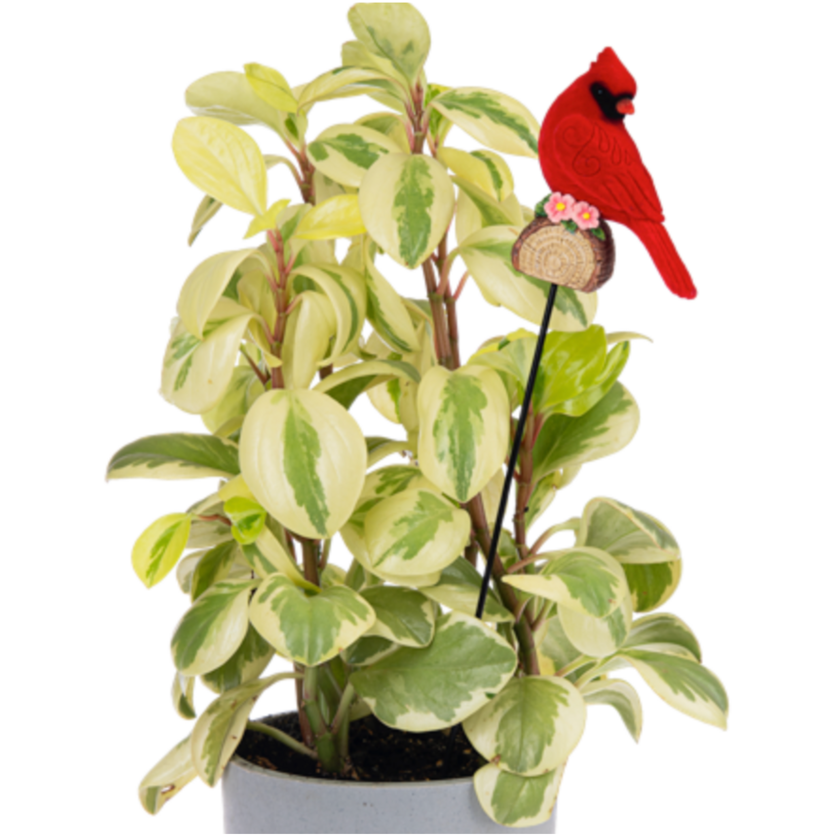 Ganz Cardinal Plant Pick