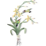 Hummingbird Branch Med