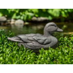 Campania Mallard Duck