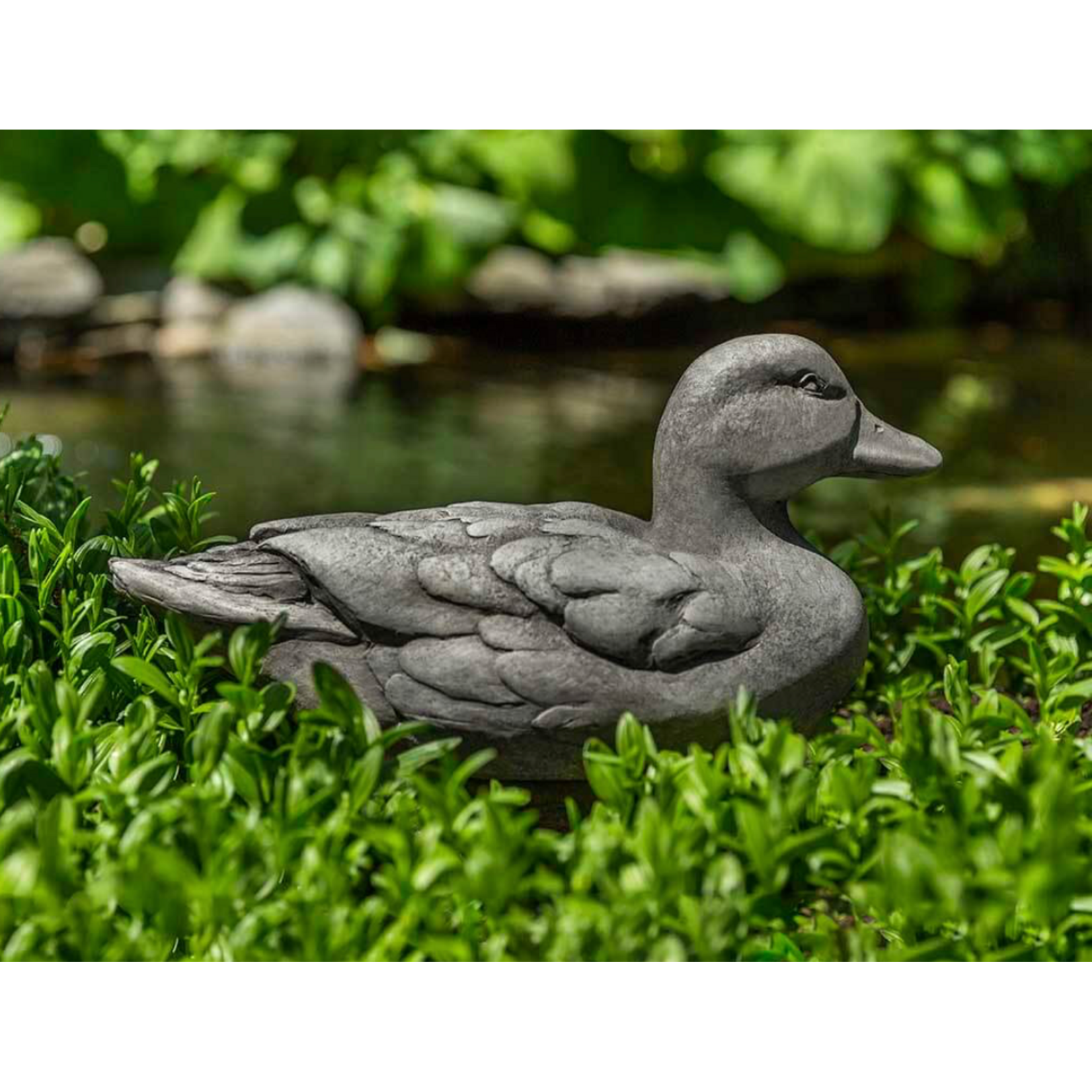 Campania Mallard Duck