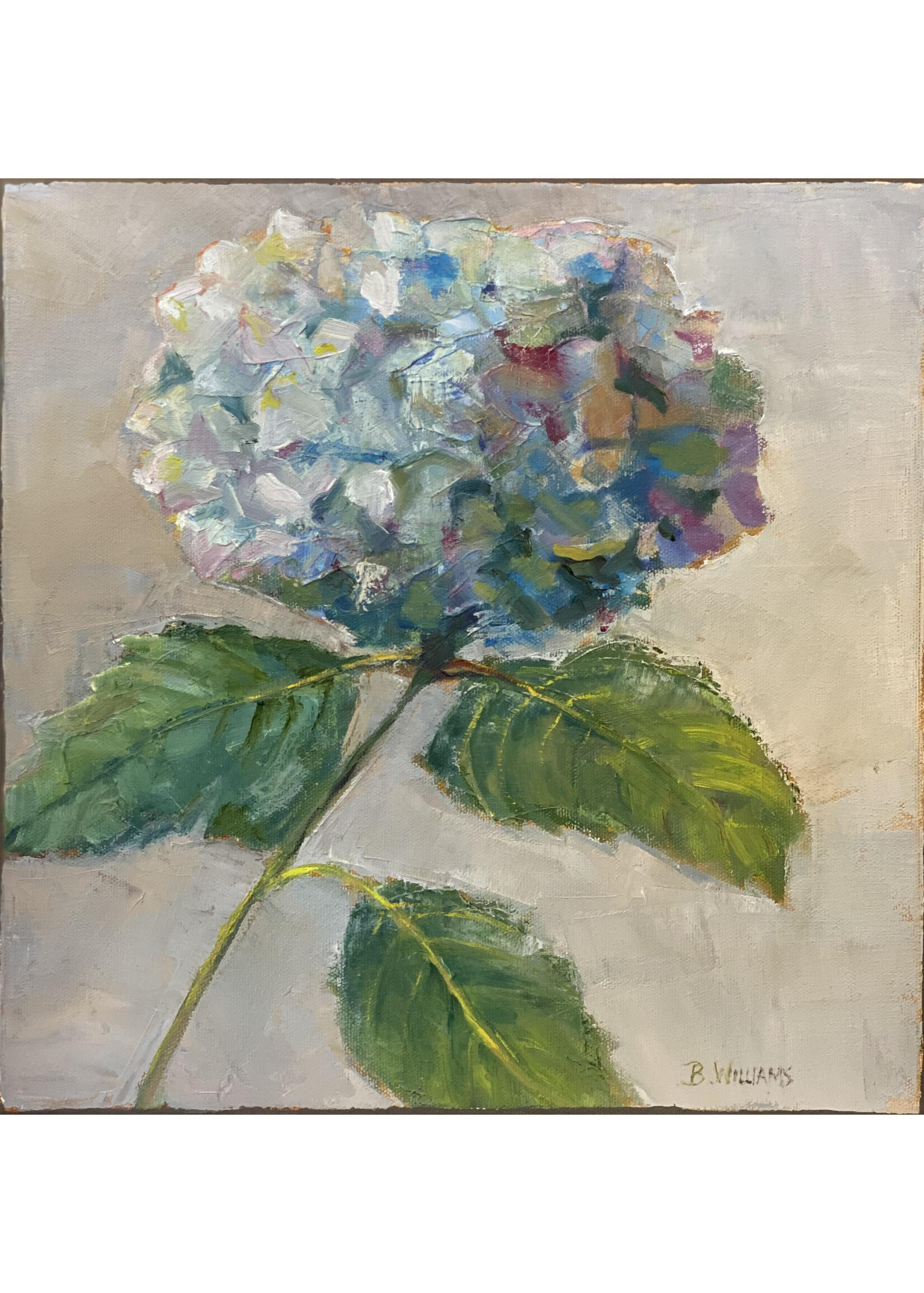 Hydrangea