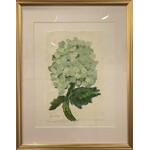 (SOLD) Stem - Limelight Hydrangea 1