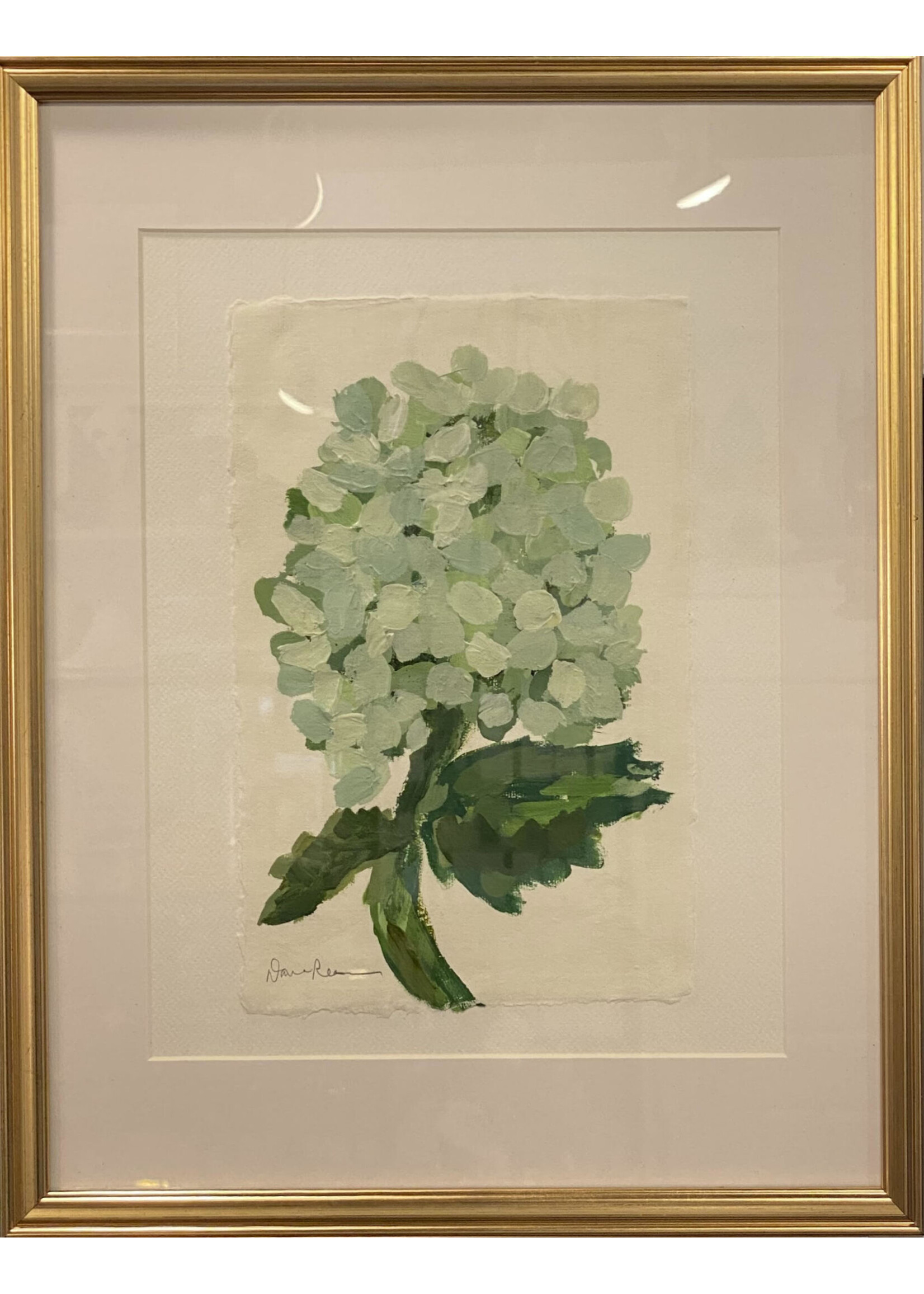 Stem - Limelight Hydrangea 1