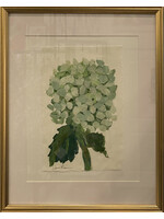 Stem - Limelight Hydrangea 2