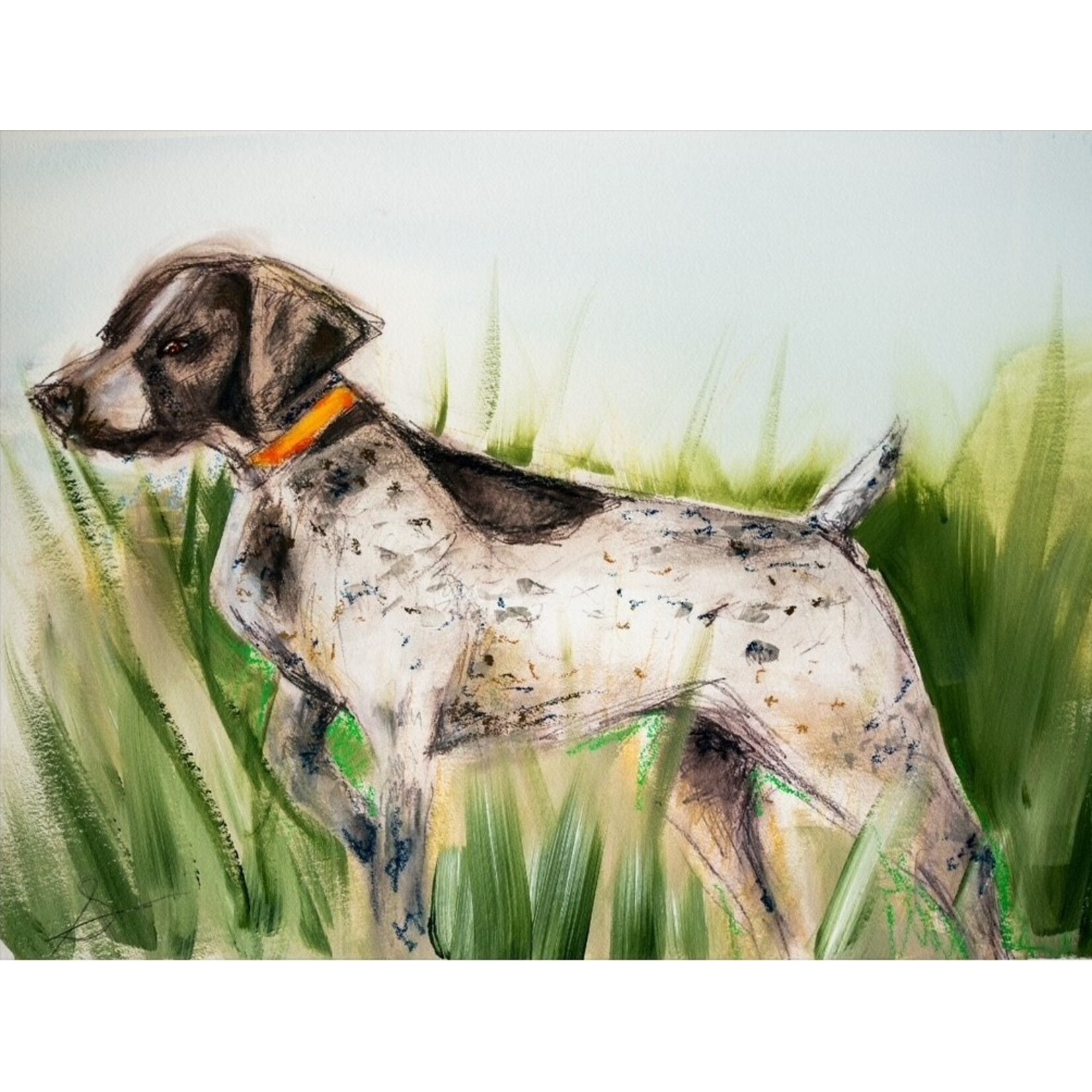 Shorthaired Pointer