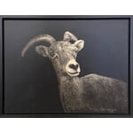 Katherine Moore Big Horned Sheep