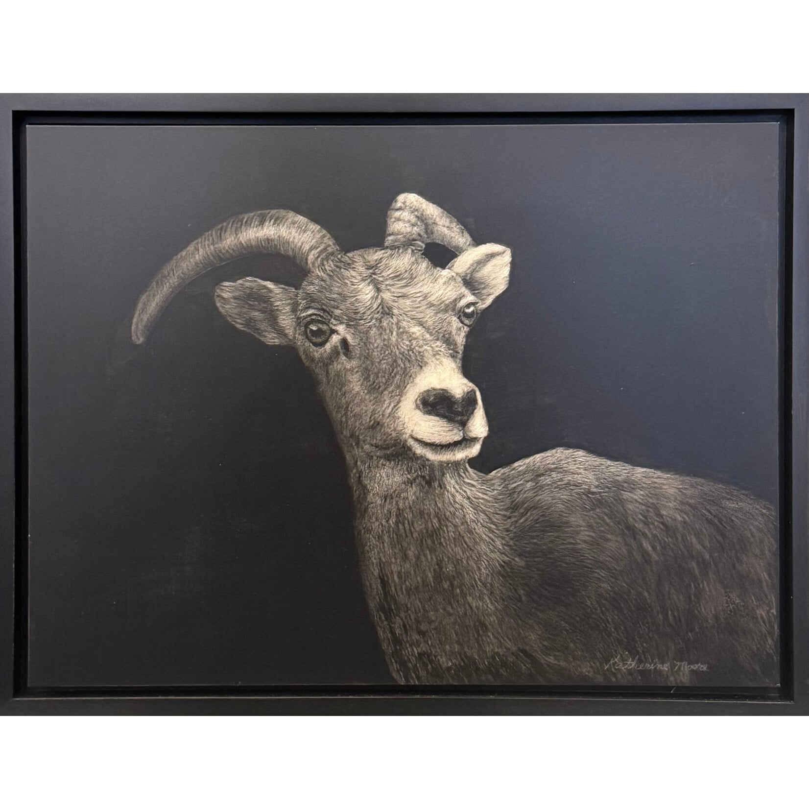 Katherine Moore Big Horned Sheep