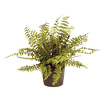 Boston Fern Drop-in