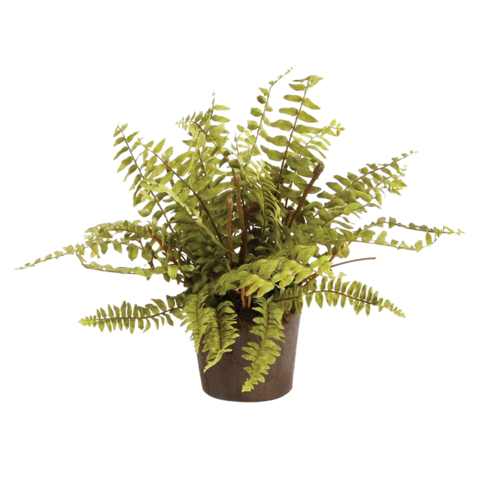 Boston Fern Drop-in