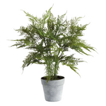 Plumosa Fern Drop-in