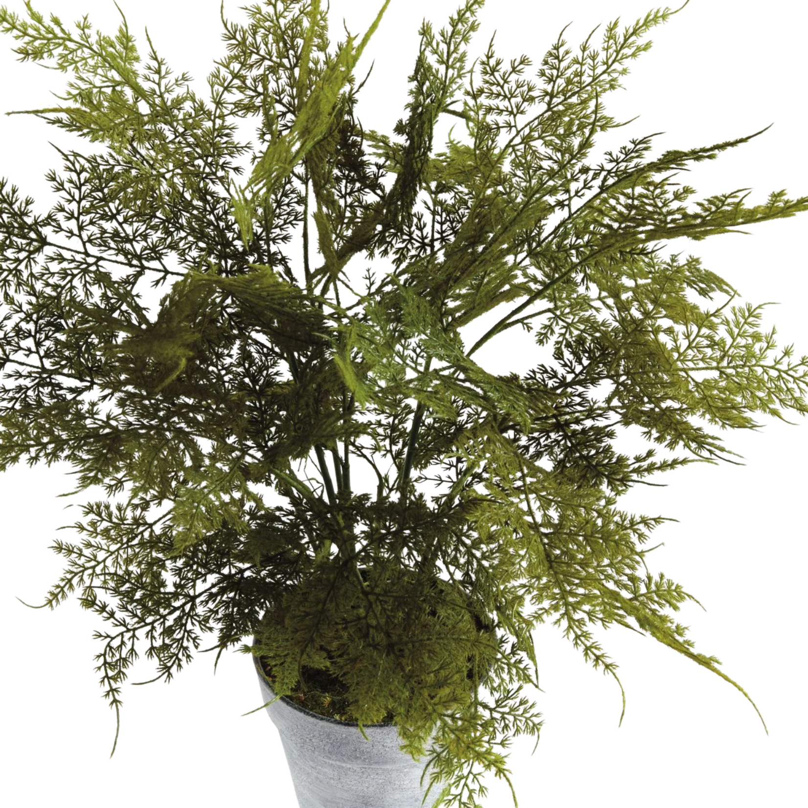 Plumosa Fern Drop-in