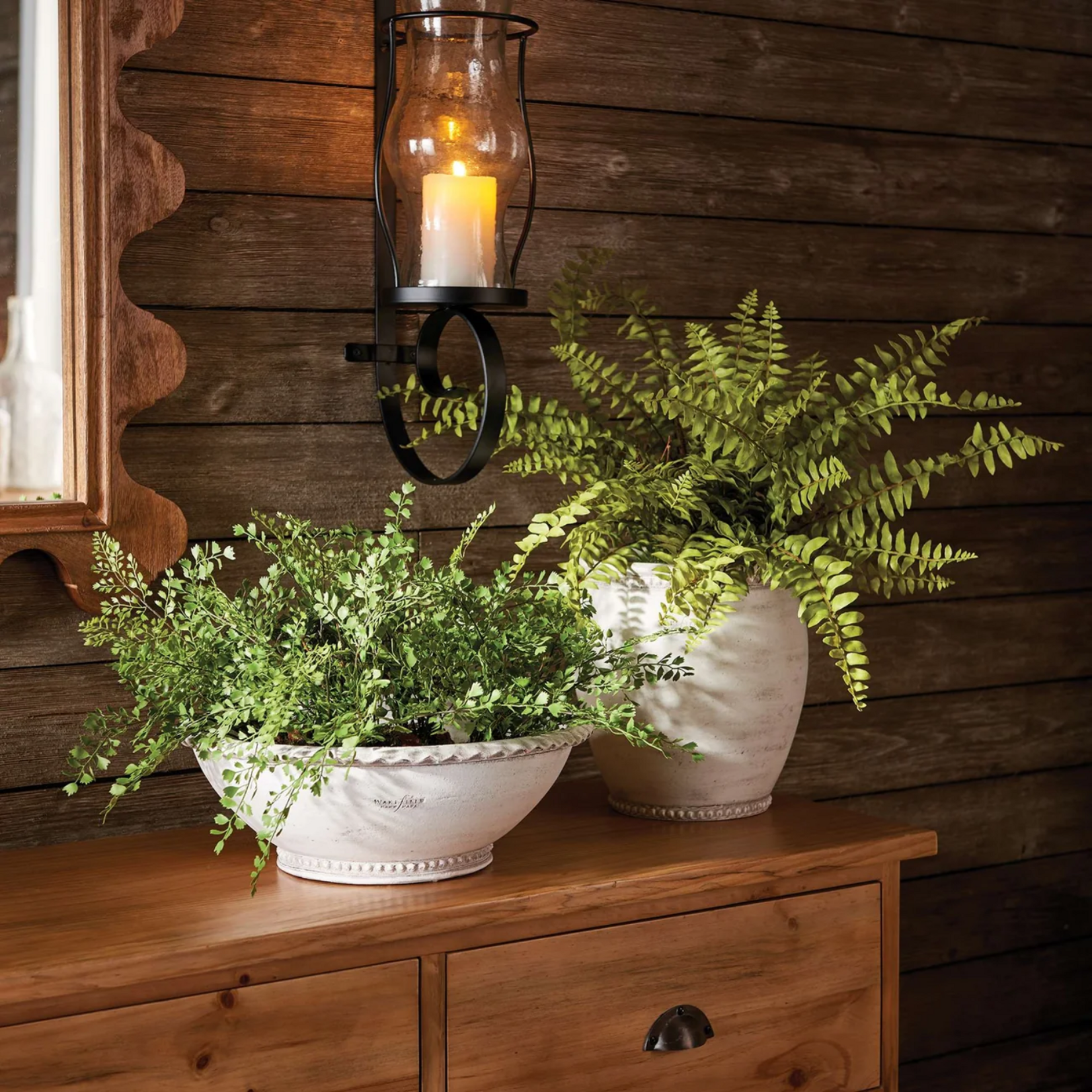 Boston Fern Drop-in