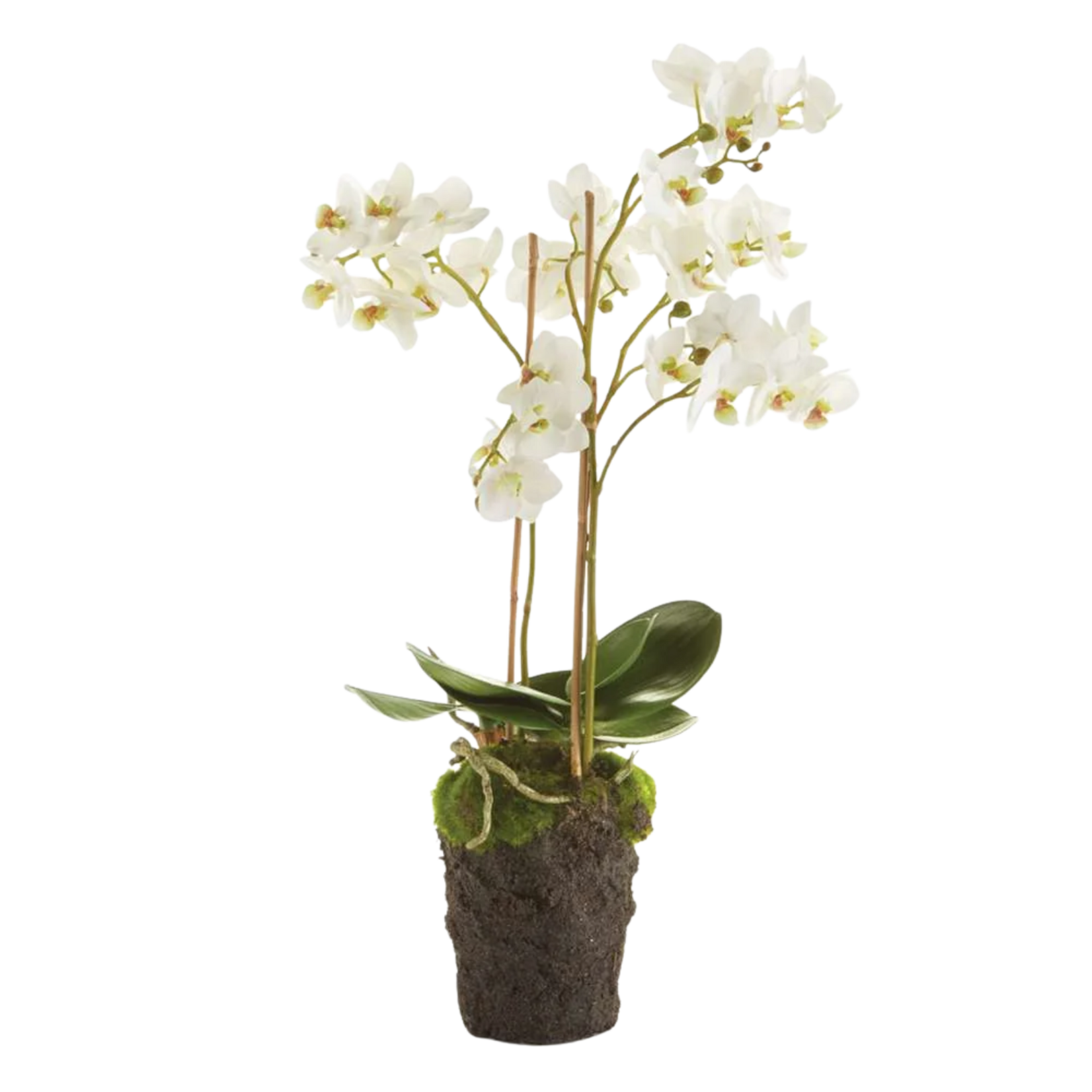 Phalaenopsis Orchid Drop-in