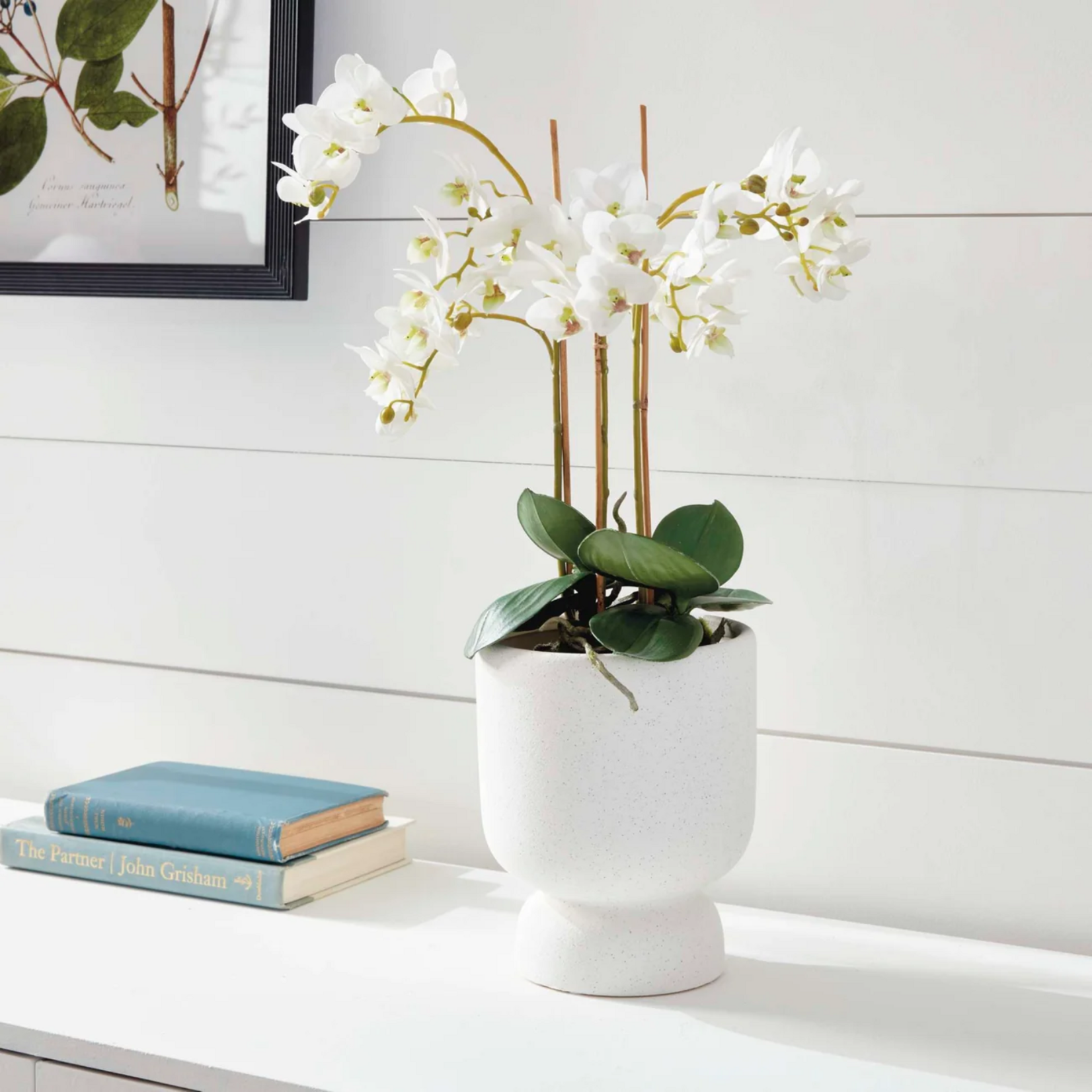 Phalaenopsis Orchid Drop-in