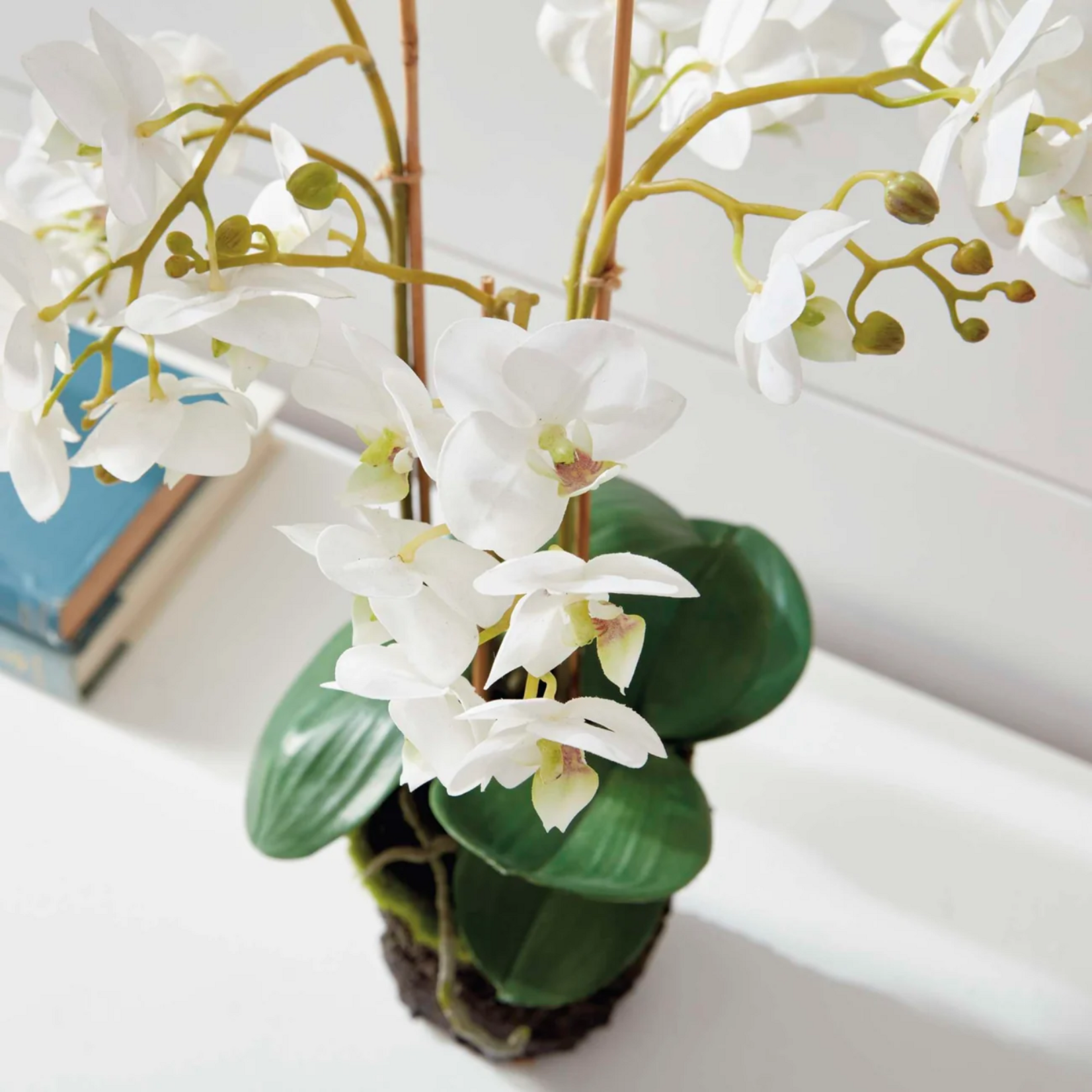 Phalaenopsis Orchid Drop-in