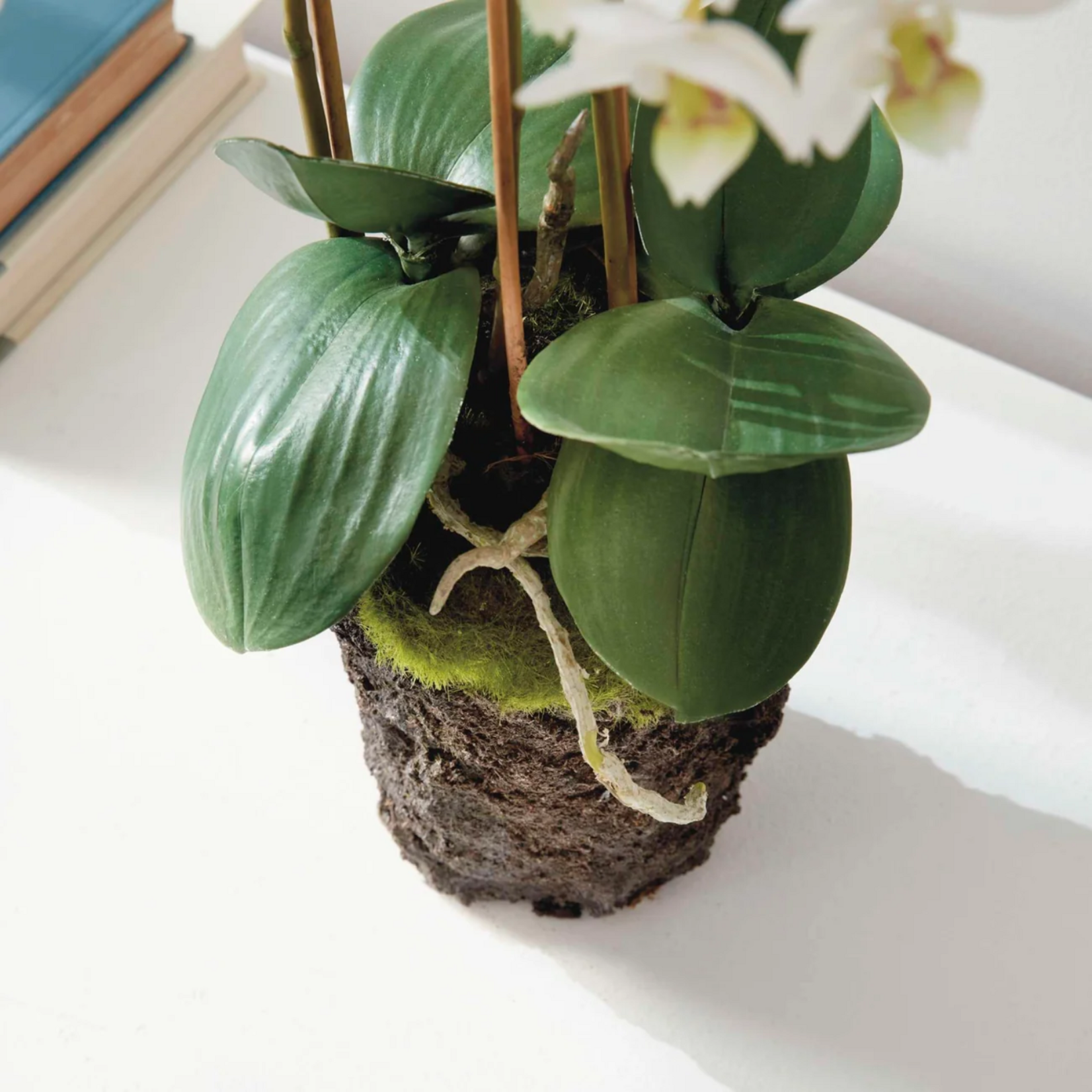 Phalaenopsis Orchid Drop-in