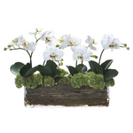 Phalaenopsis, Sedum, & Twig in Glass Vase