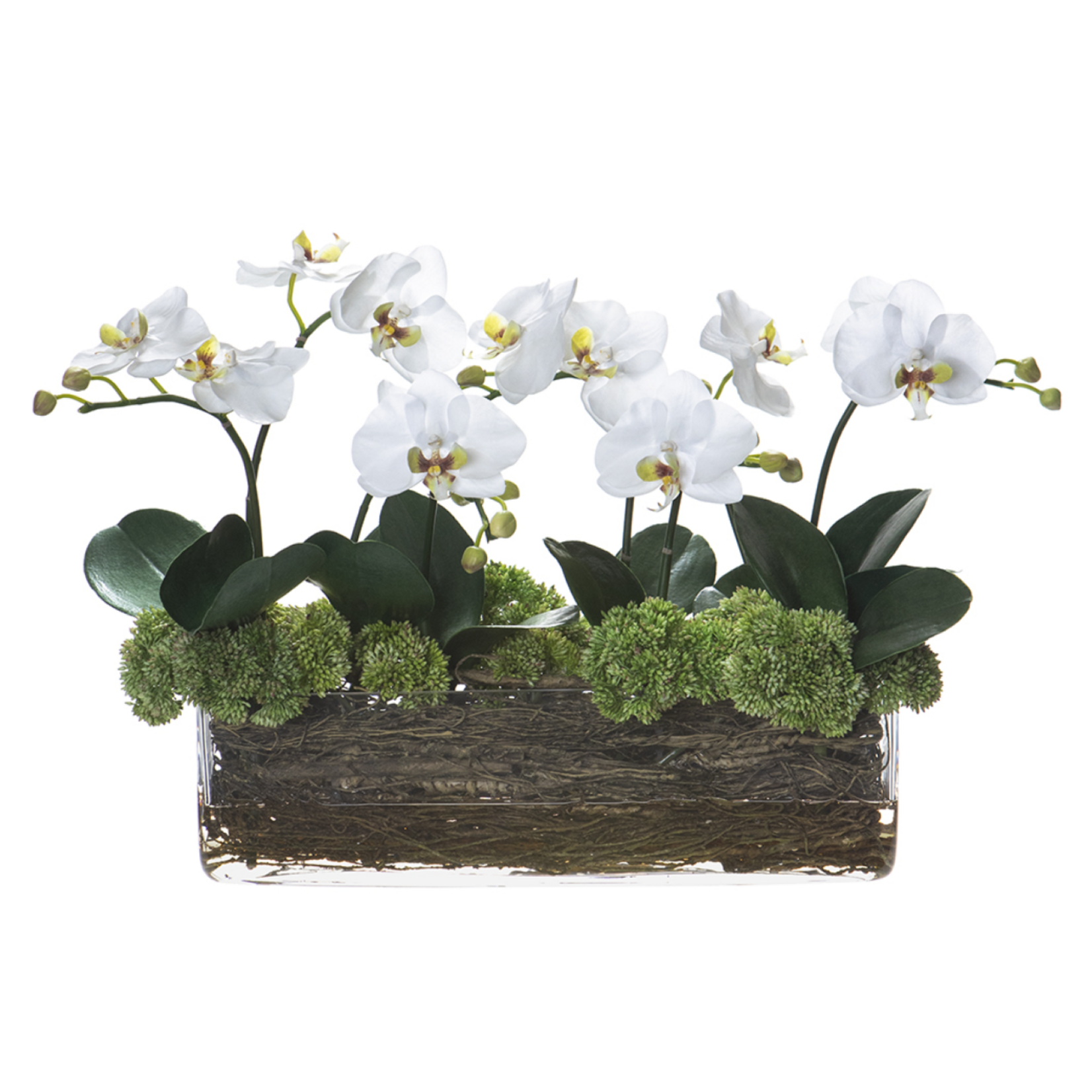 Phalaenopsis, Sedum, & Twig in Glass Vase