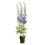 Delphinium Drop-in