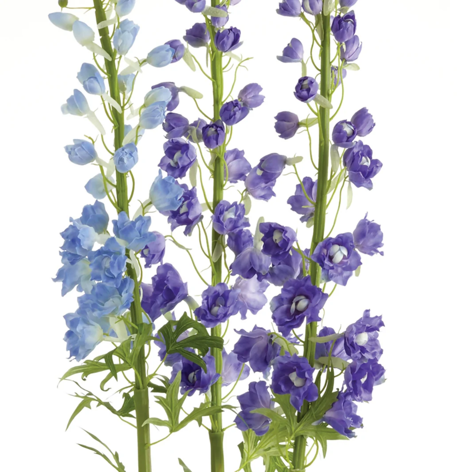 Delphinium Drop-in