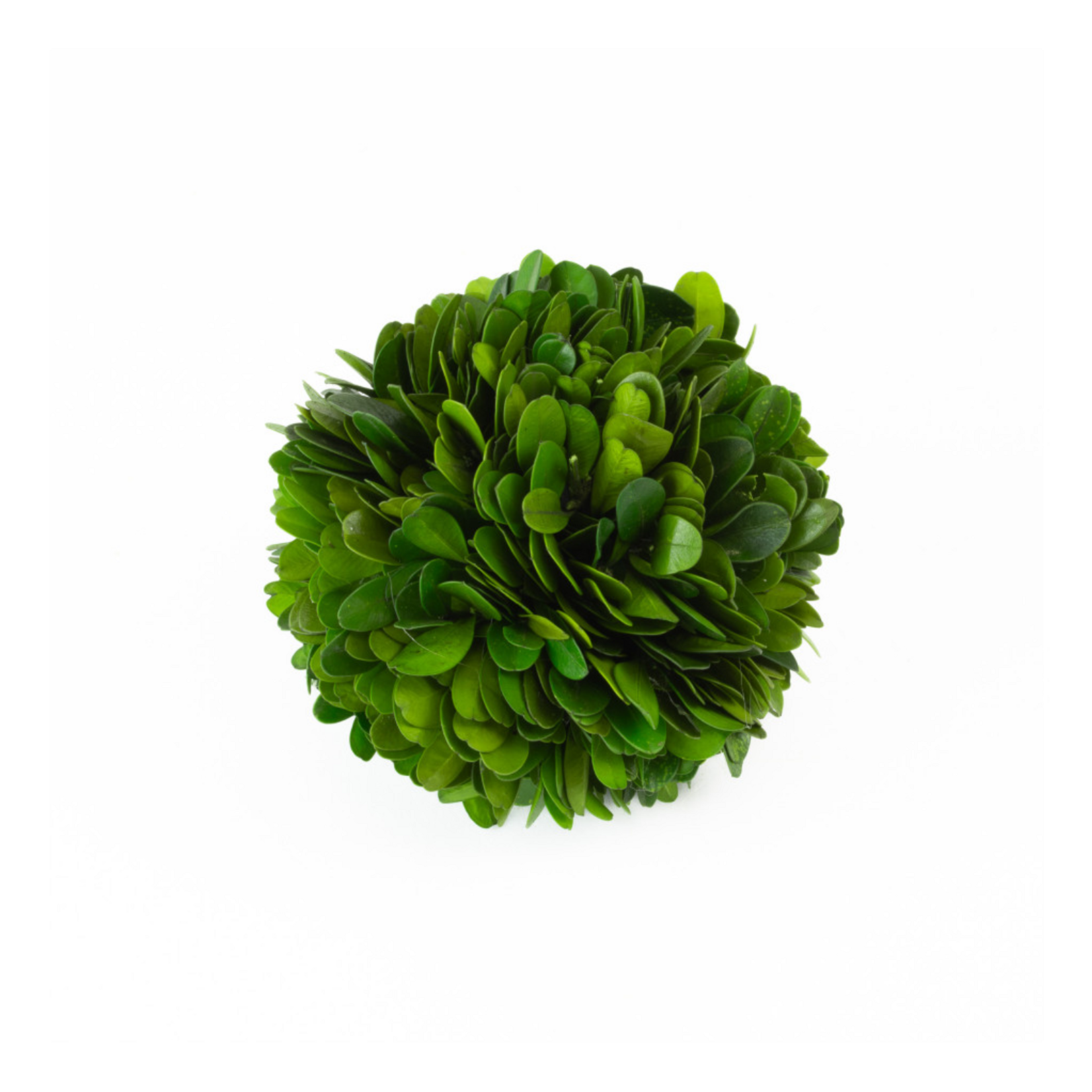 Boxwood Ball