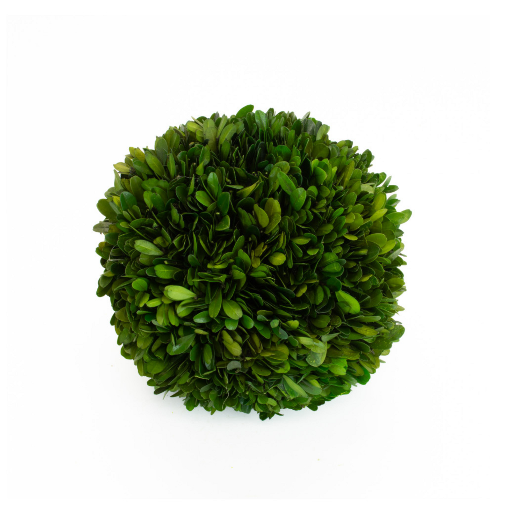 Boxwood Ball