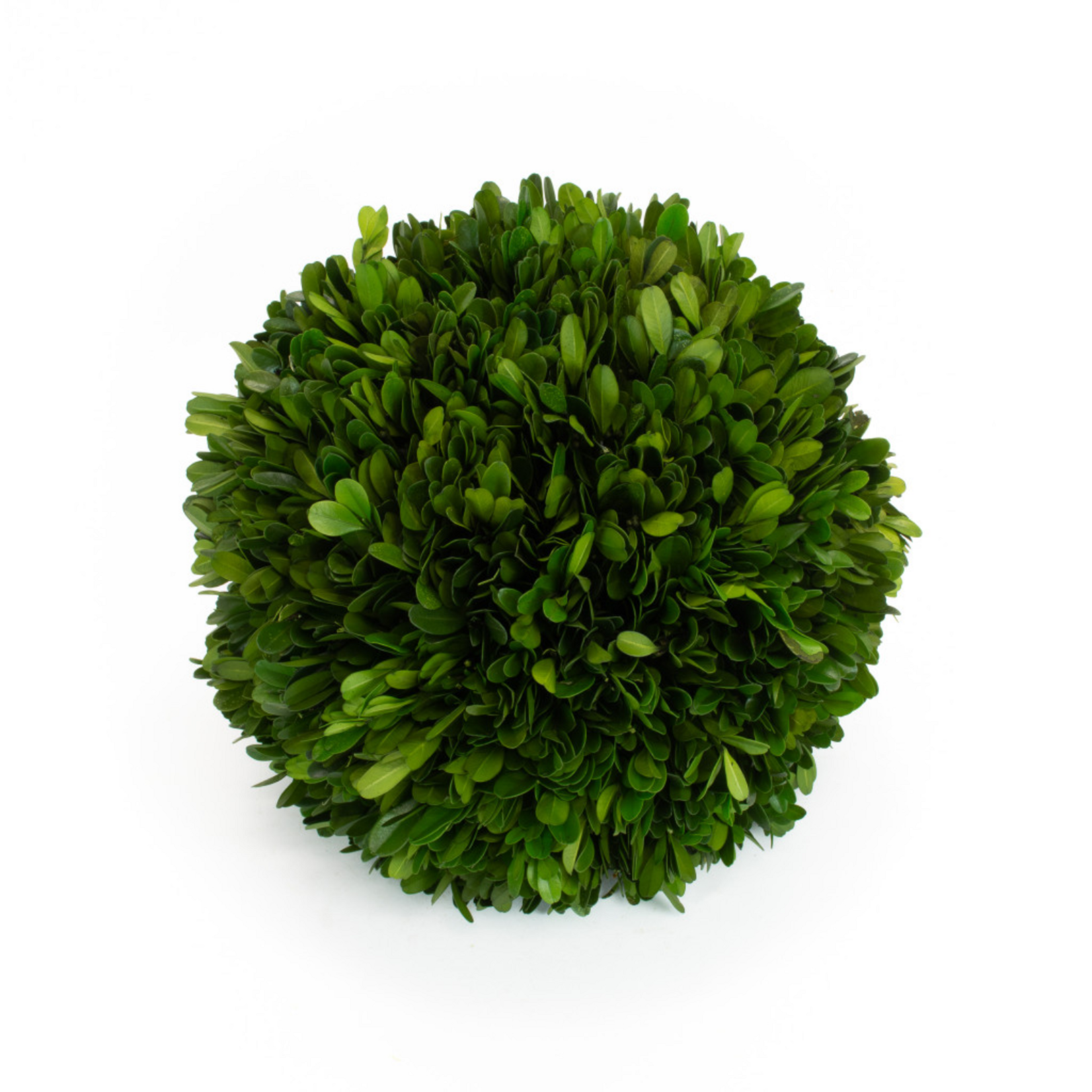 Boxwood Ball