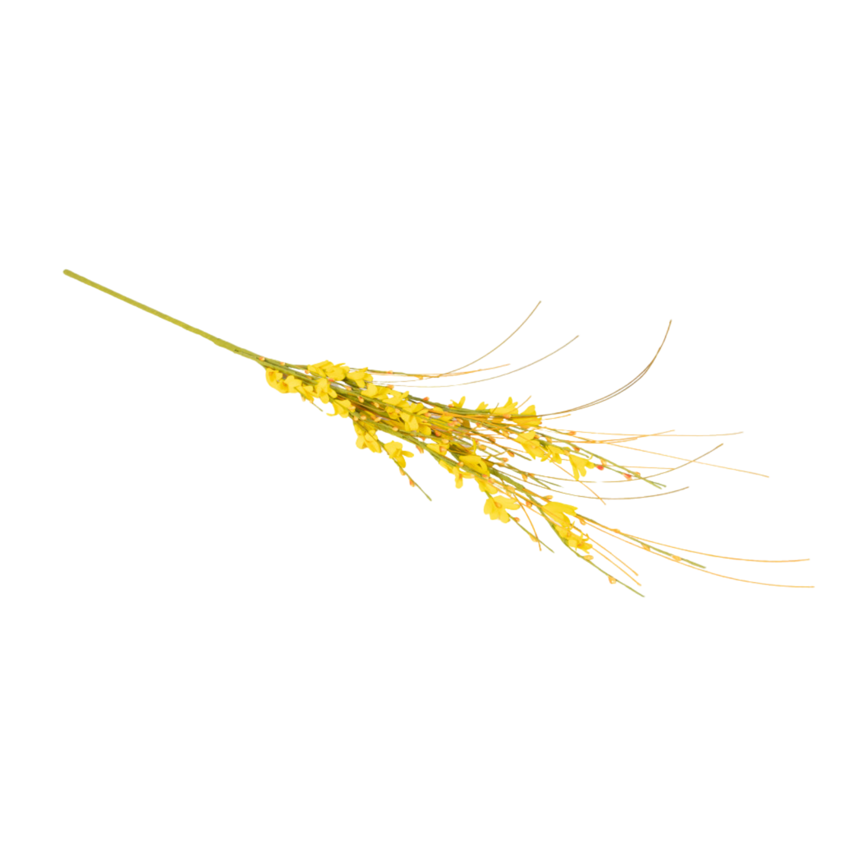 Golden Forsythia Spray