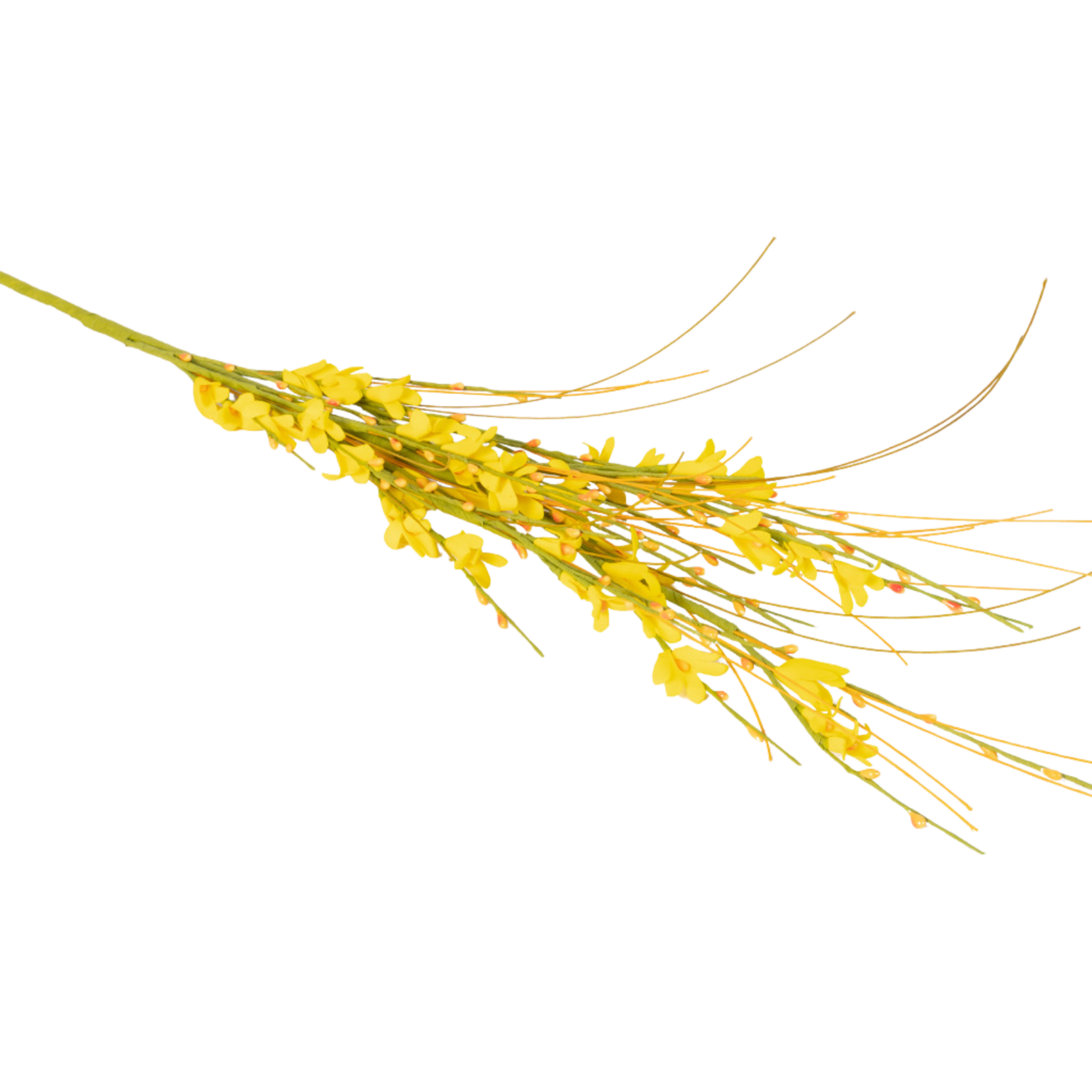 Golden Forsythia Spray