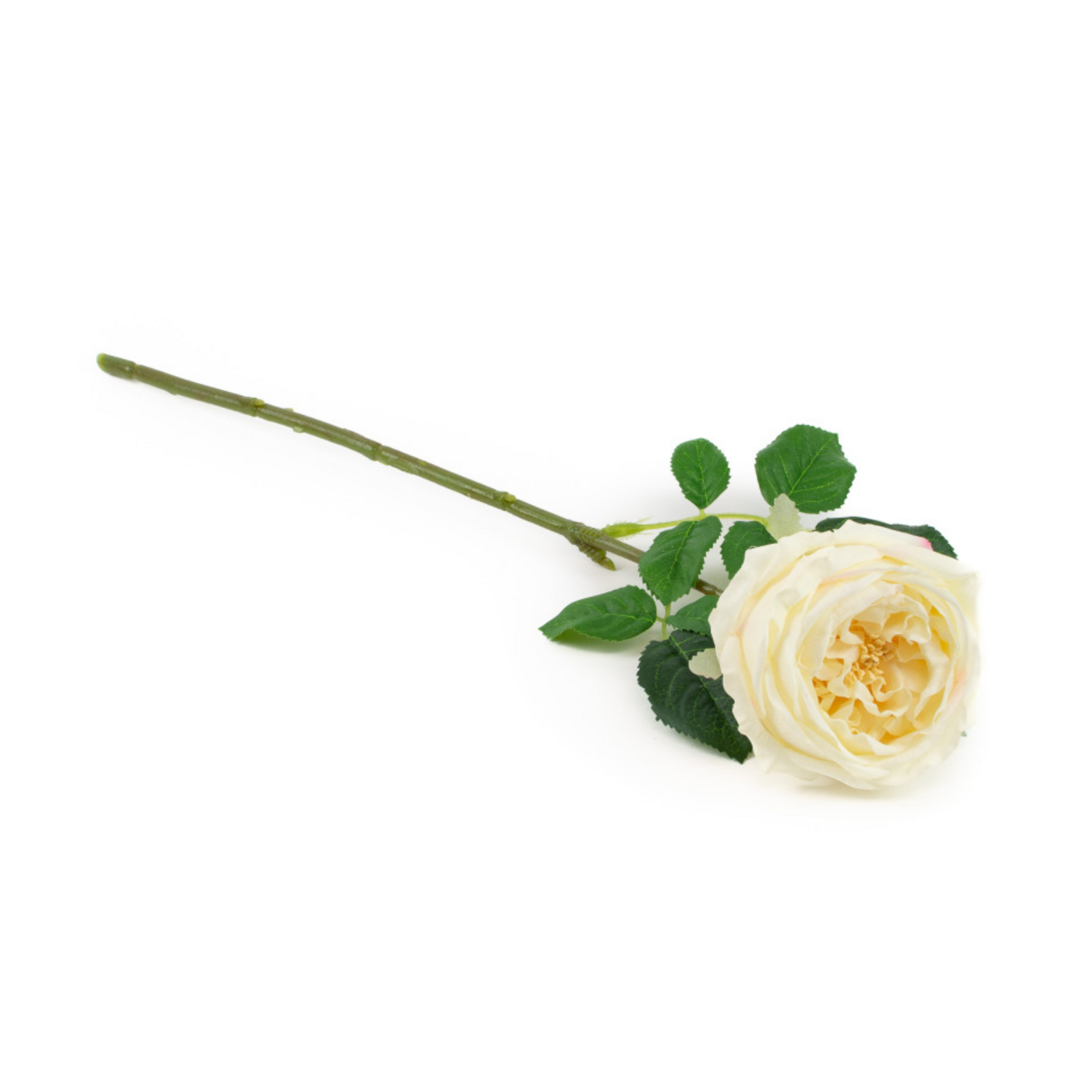 Real Touch English Rose - Champagne