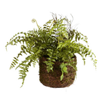 Boston Fern Rustic Drop-In