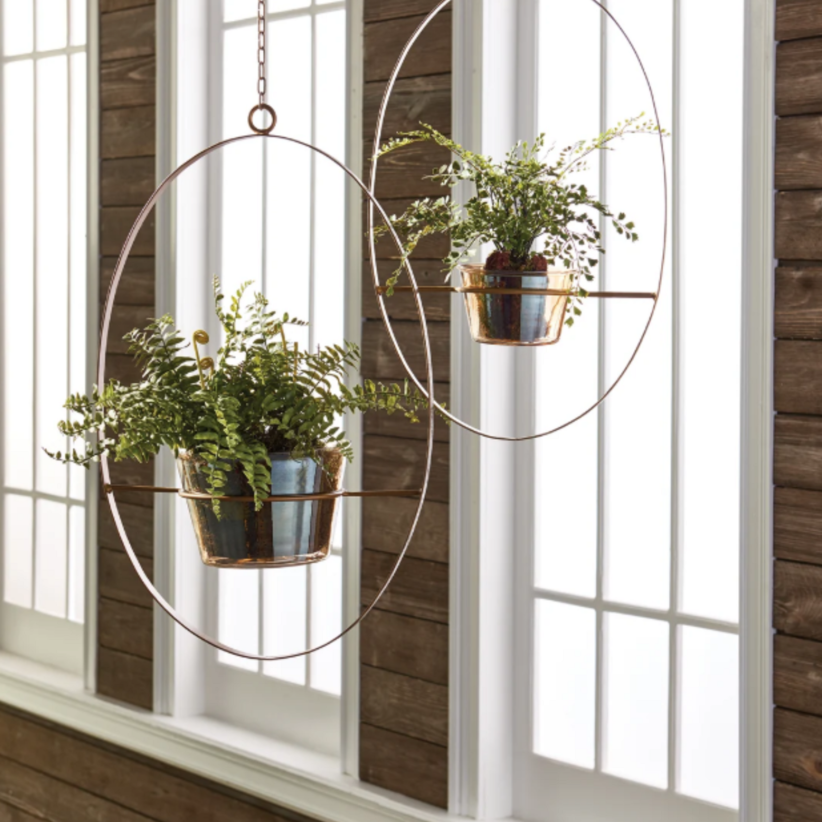 Boston Fern Rustic Drop-In