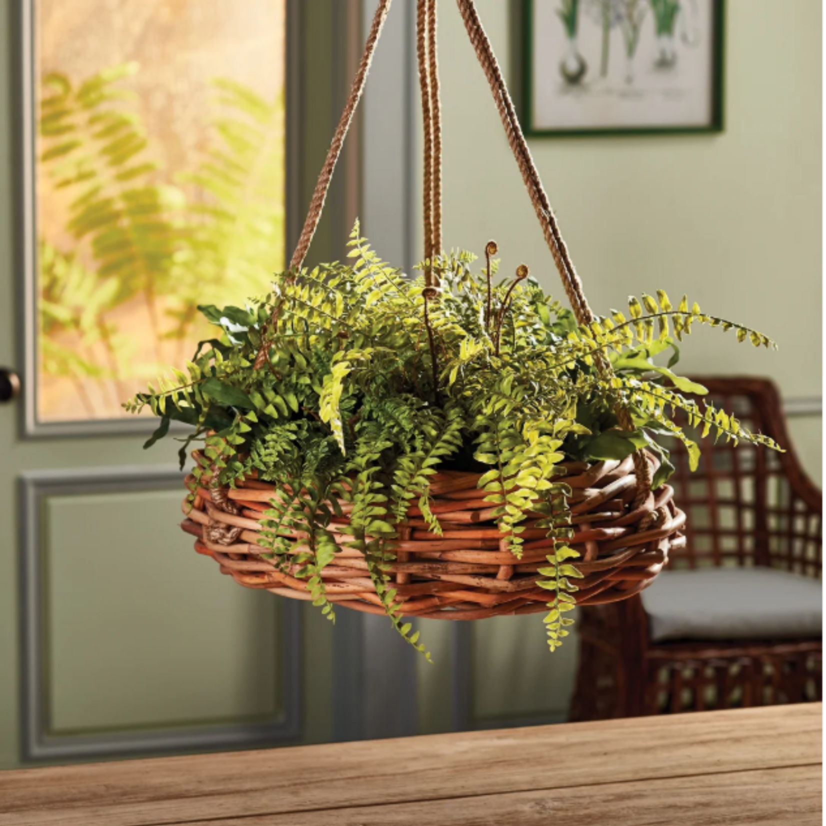Boston Fern Rustic Drop-In