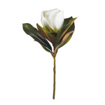 Magnolia Stem