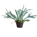 Staghorn Fern drop-in 21 inch