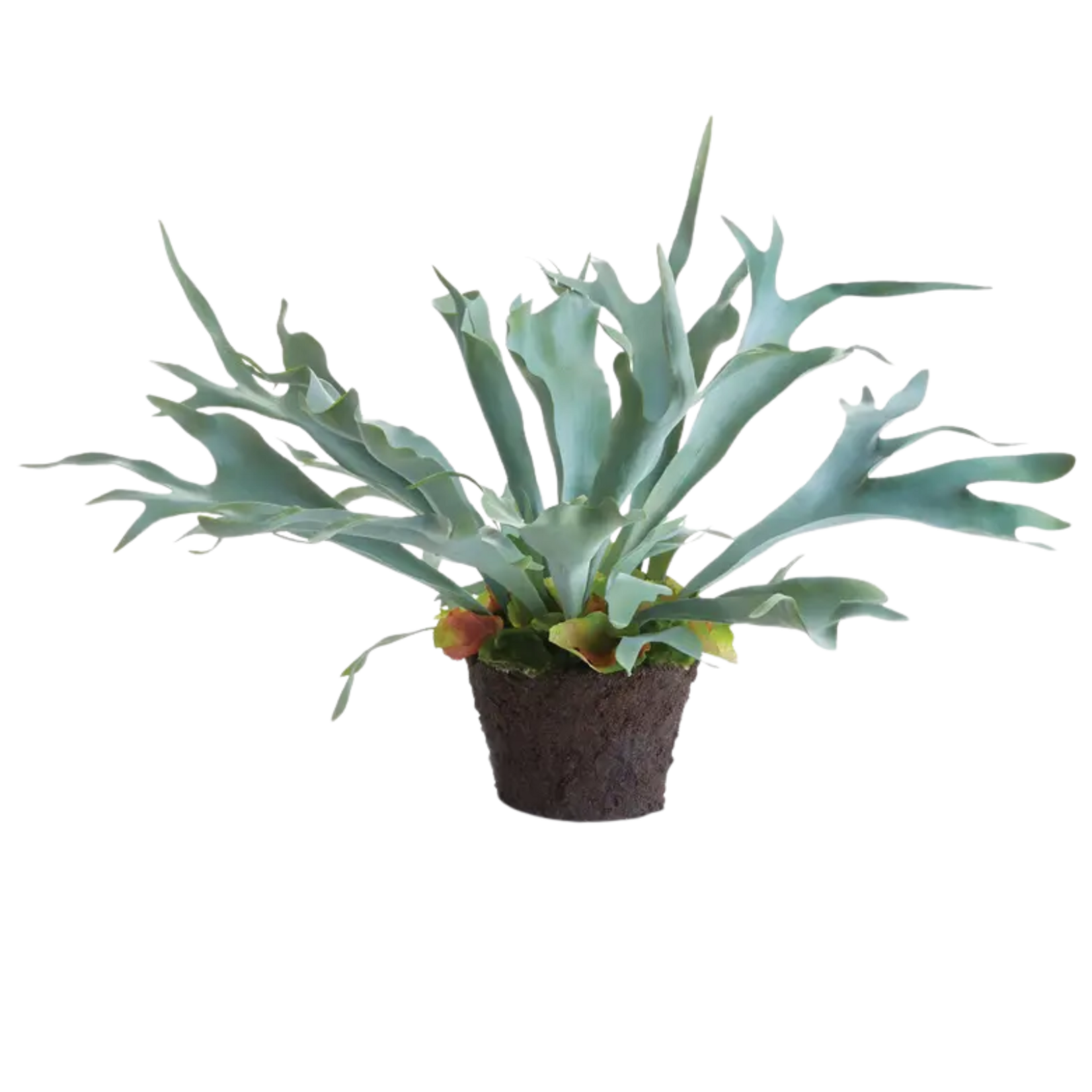 Staghorn Fern drop-in 21 inch