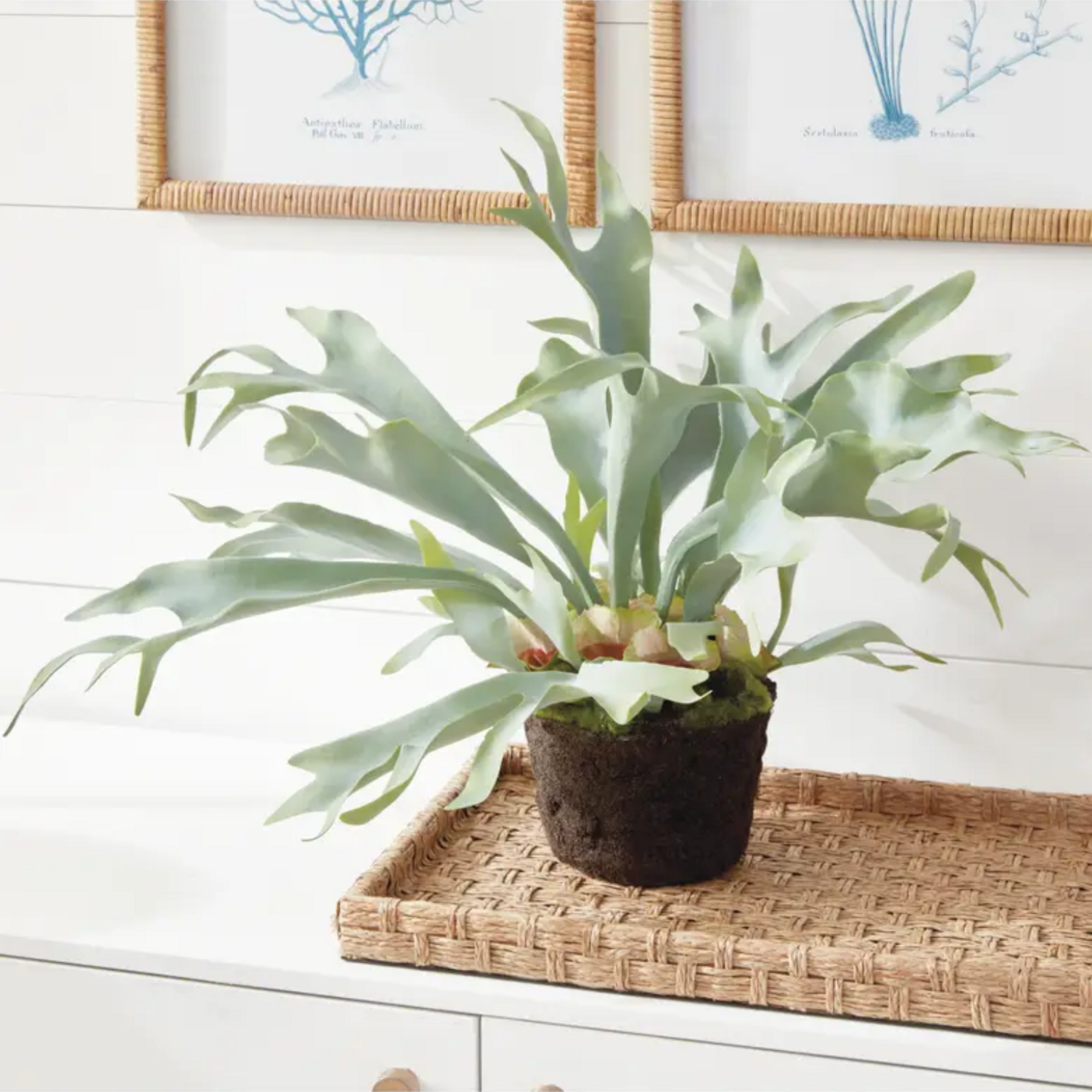 Staghorn Fern drop-in 21 inch