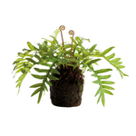 Hare's Foot Fern Drop-in